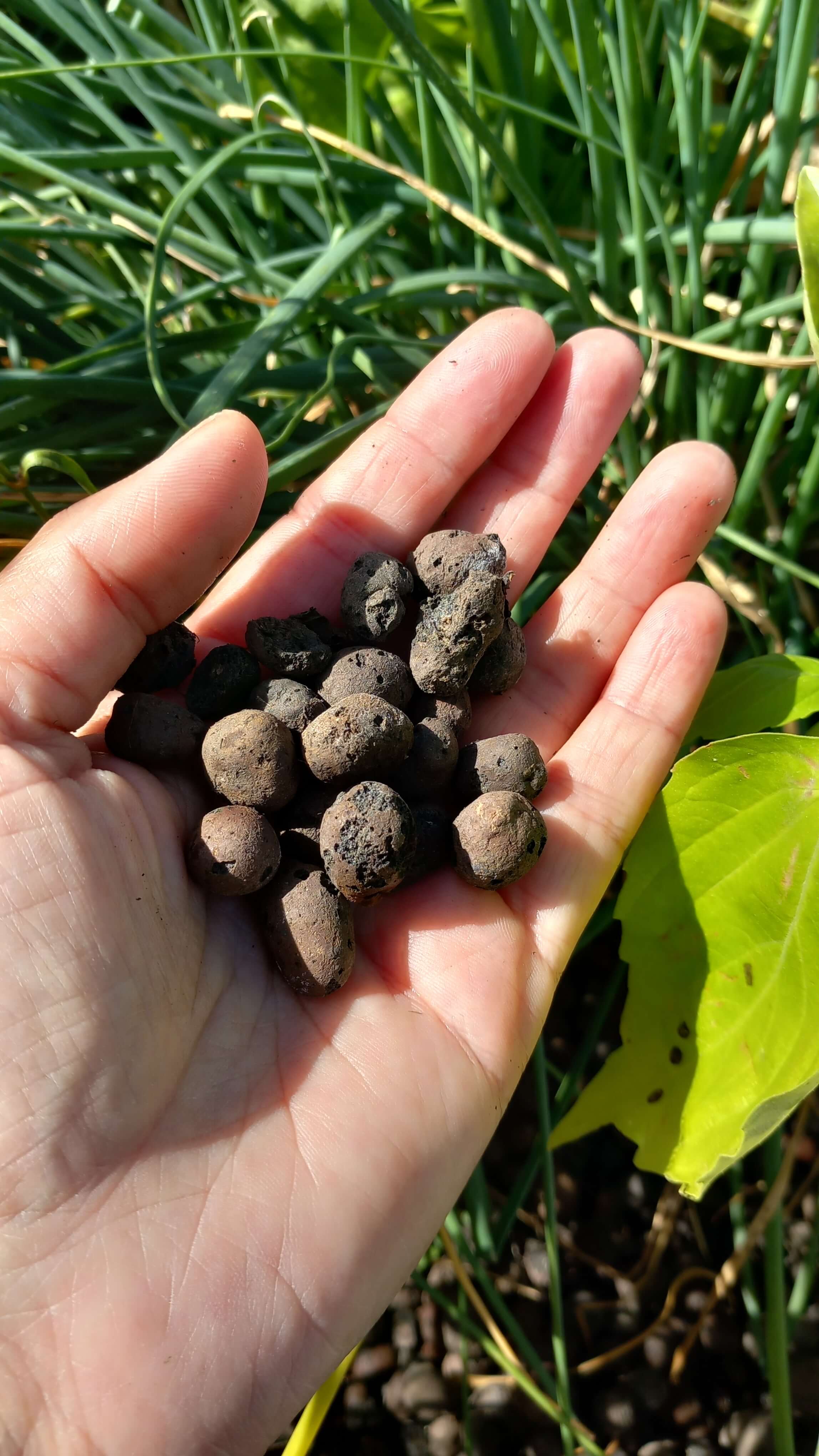 Billes d'argile du potager aquatique